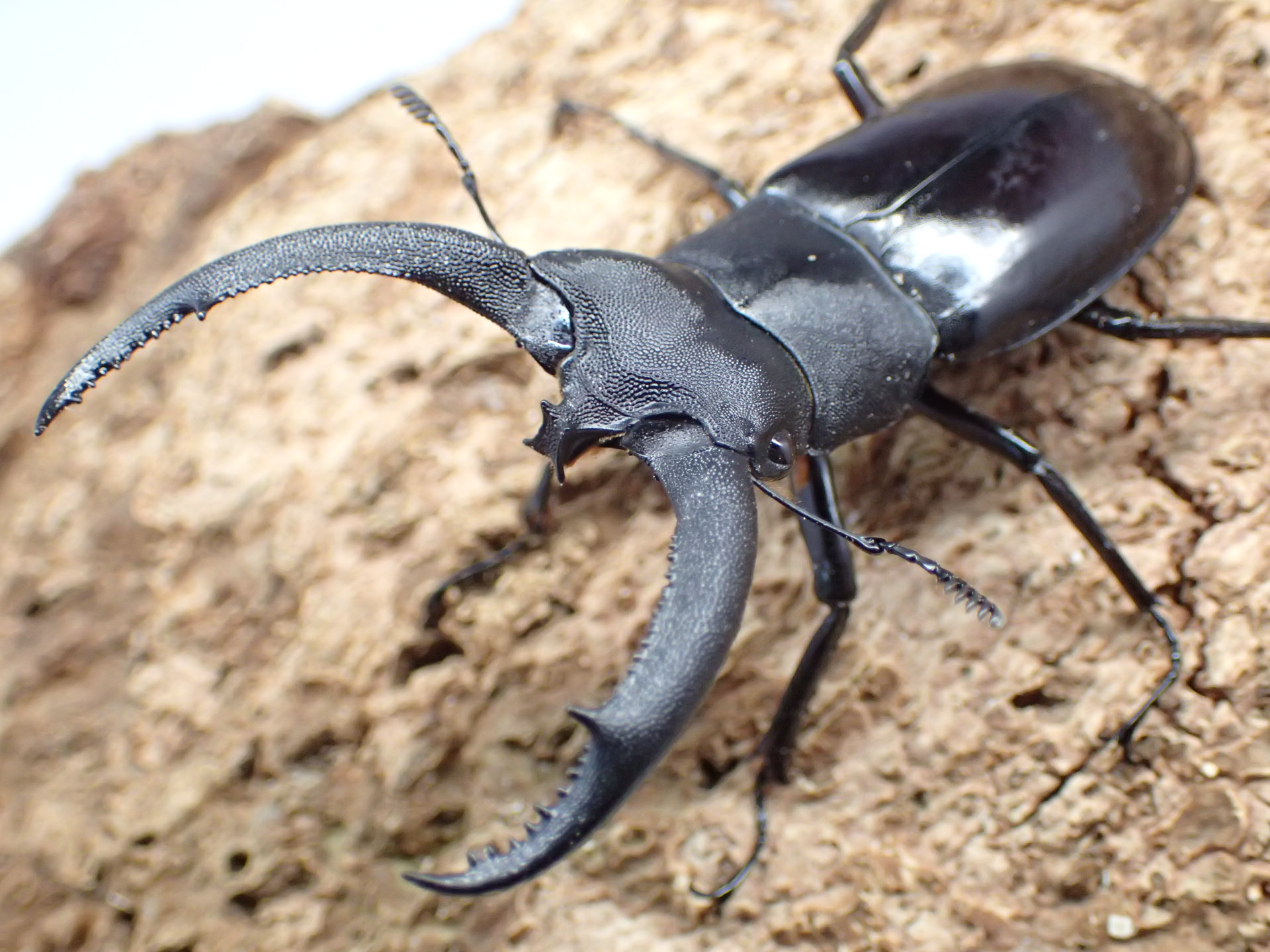 【WD】リノケロスフタマタクワガタ　ペア