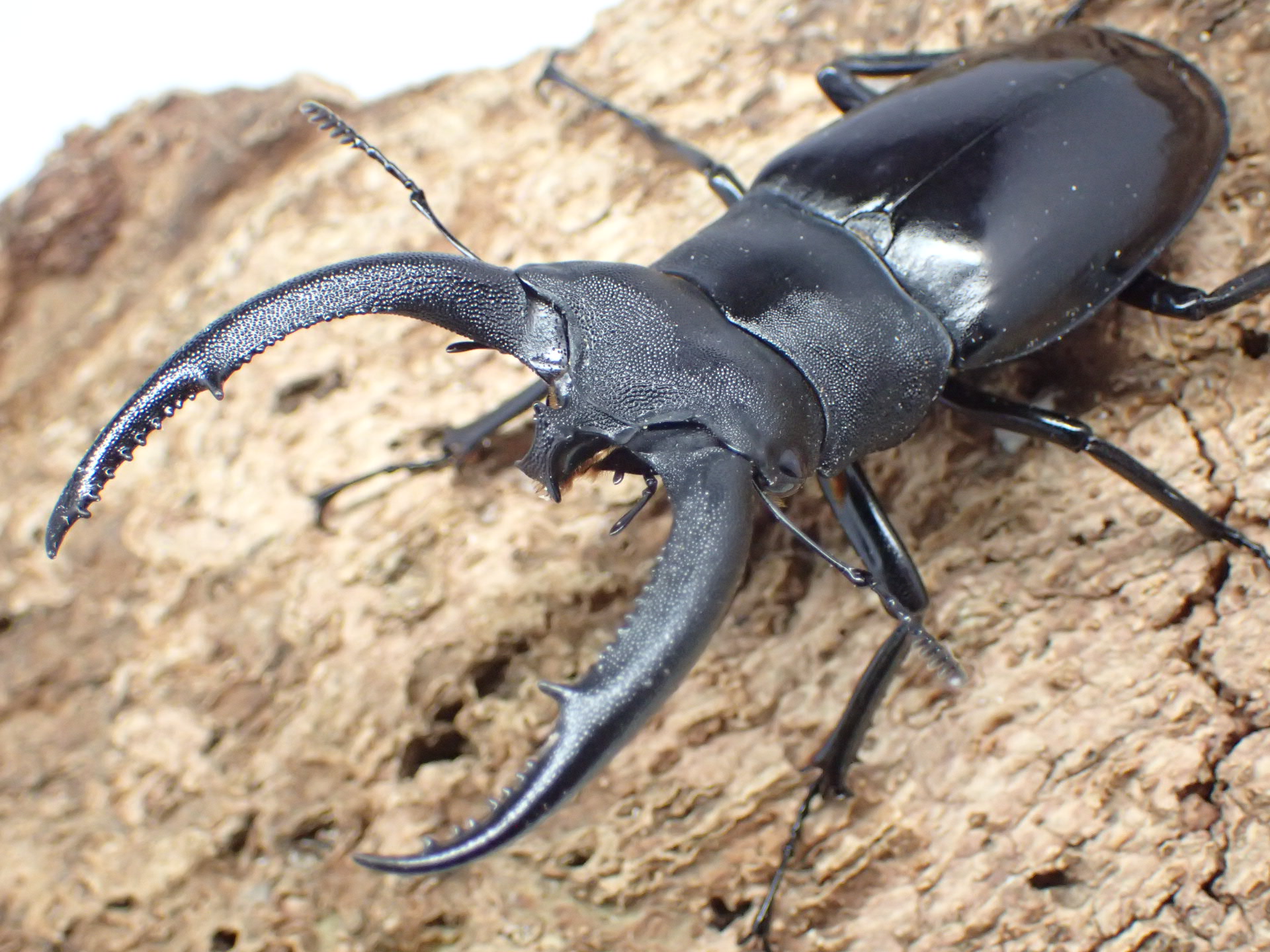 【WD】リノケロスフタマタクワガタ　ペア