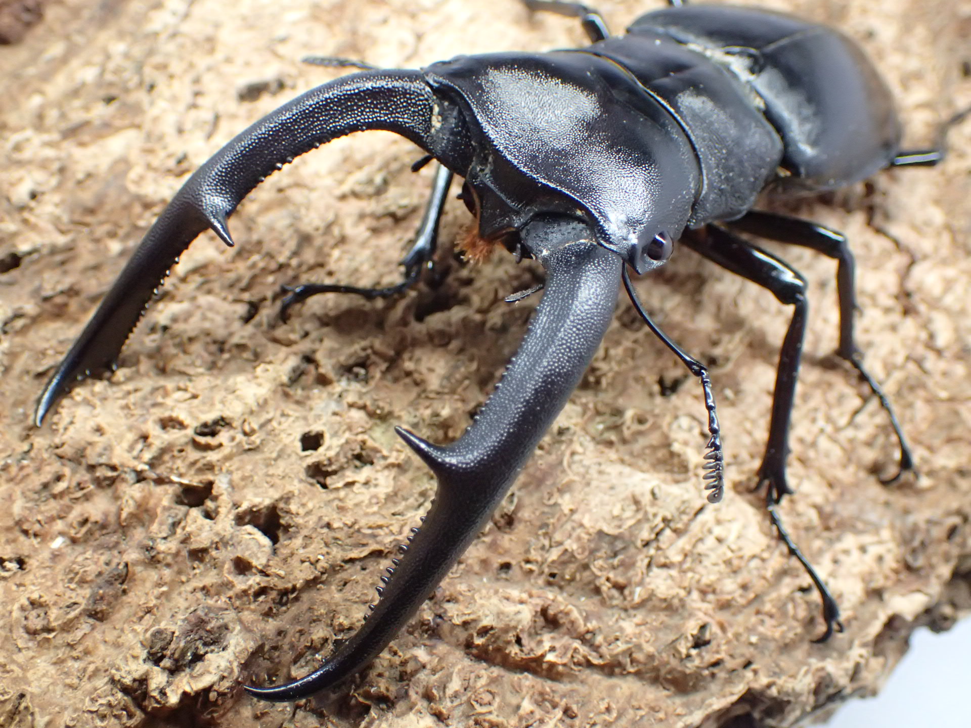 【WD】マンディブラリスフタマタクワガタ　ペア