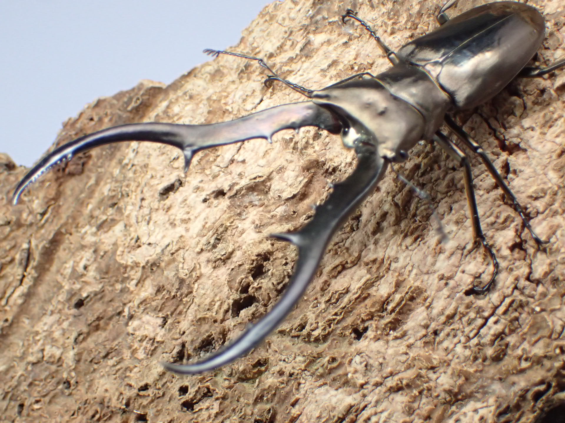 【WD】メタリフェルホソアカクワガタ(finae)　ペア