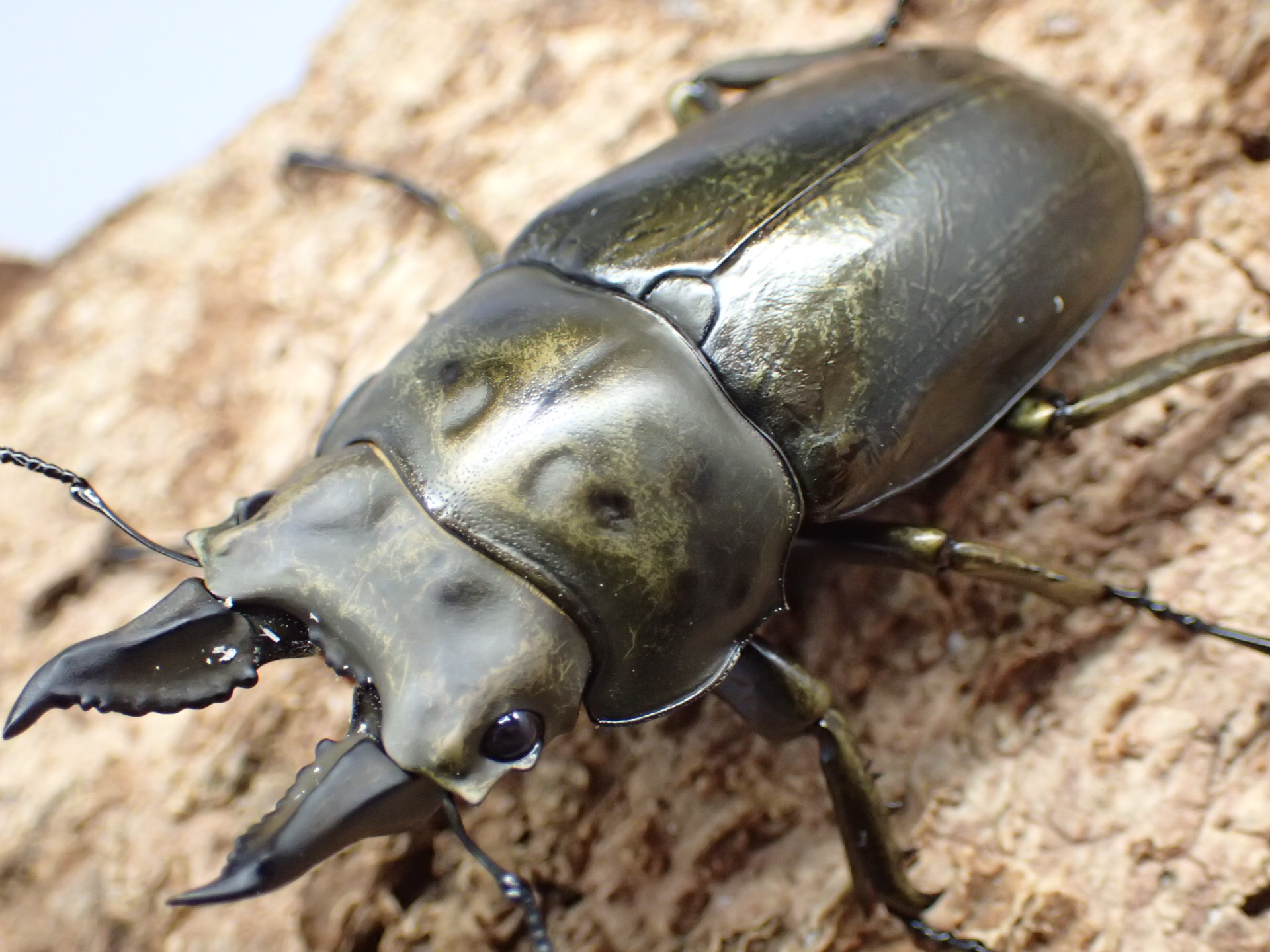 【WD】ローゼンベルグオウゴンオニクワガタ　ペア