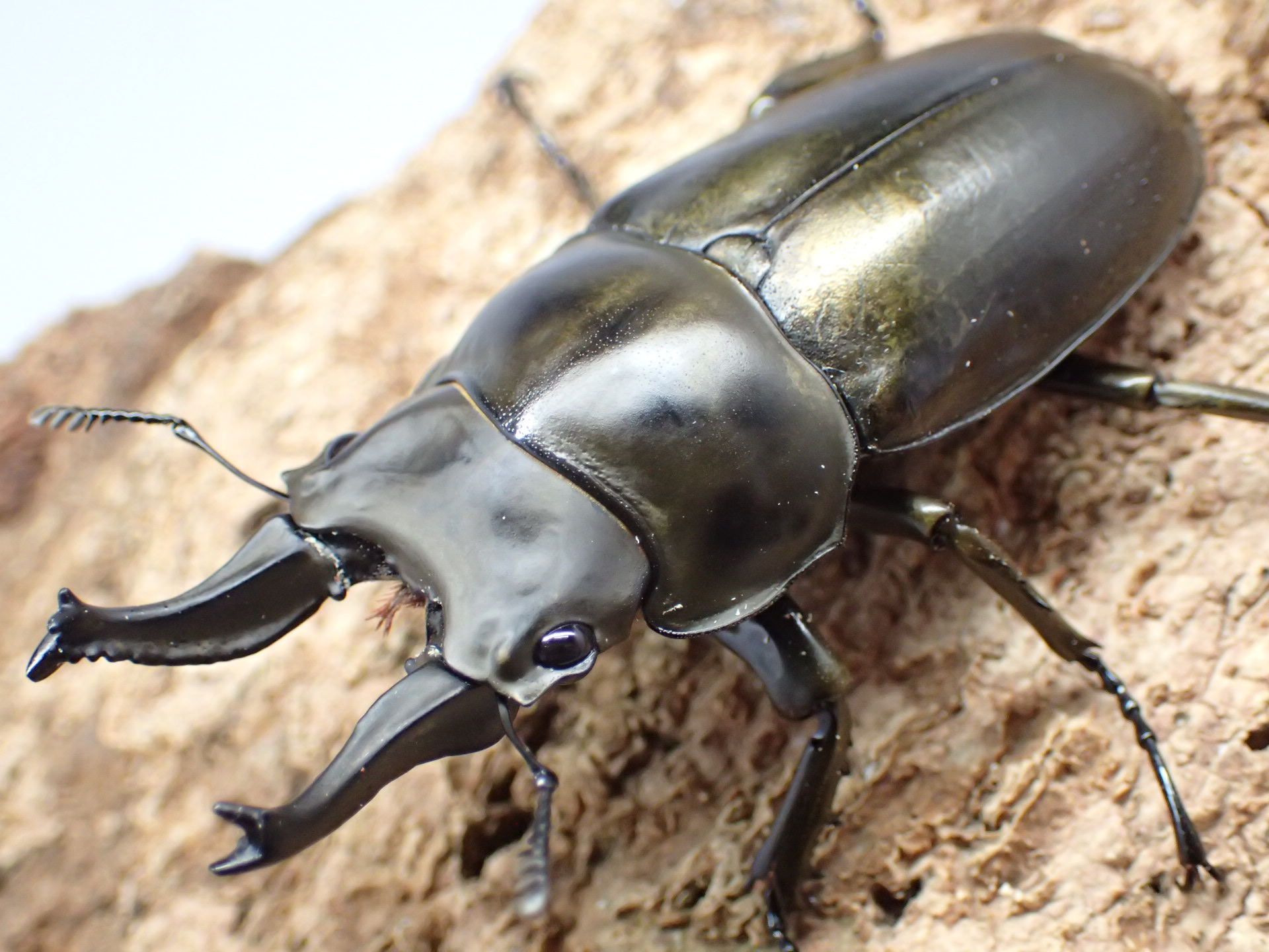 【WD】ローゼンベルグオウゴンオニクワガタ　ペア