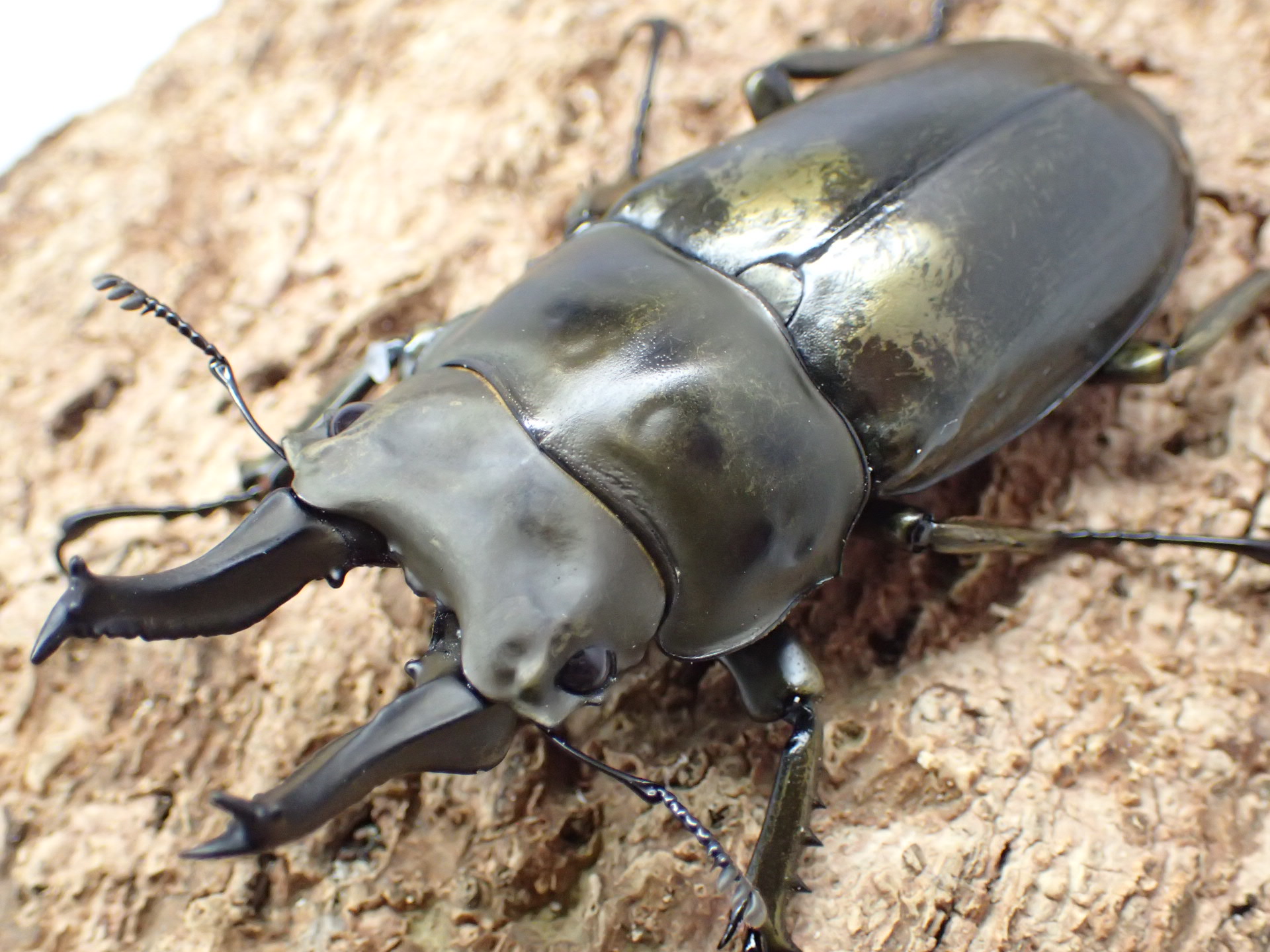 【WD】ローゼンベルグオウゴンオニクワガタ　ペア