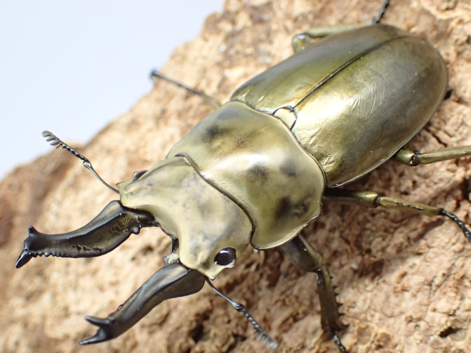 【WD】ローゼンベルグオウゴンオニクワガタ　ペア