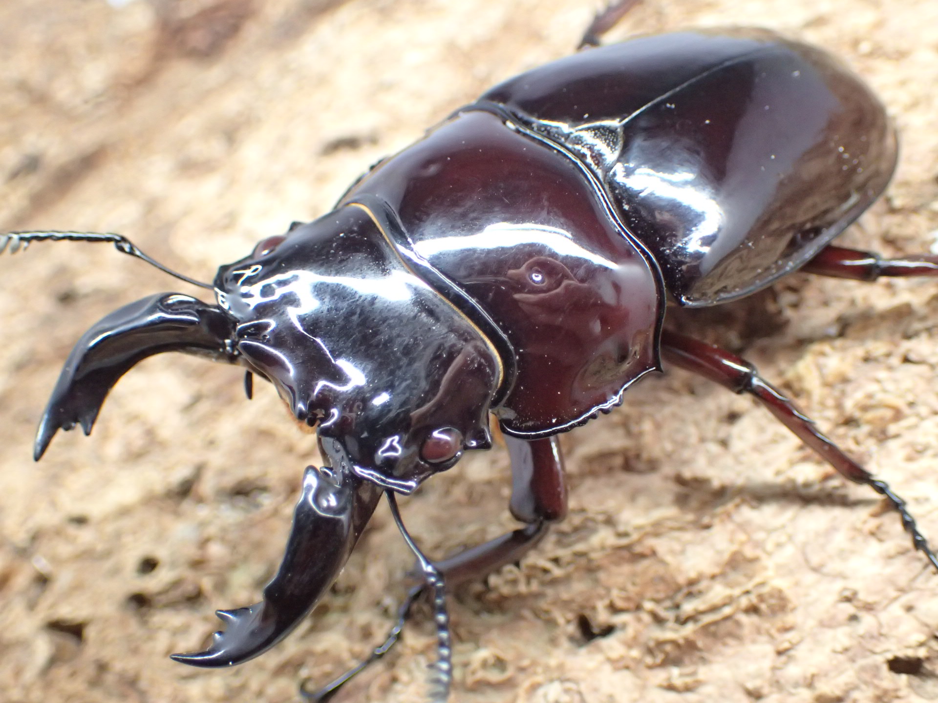 レギウスオオツヤクワガタ　ペア