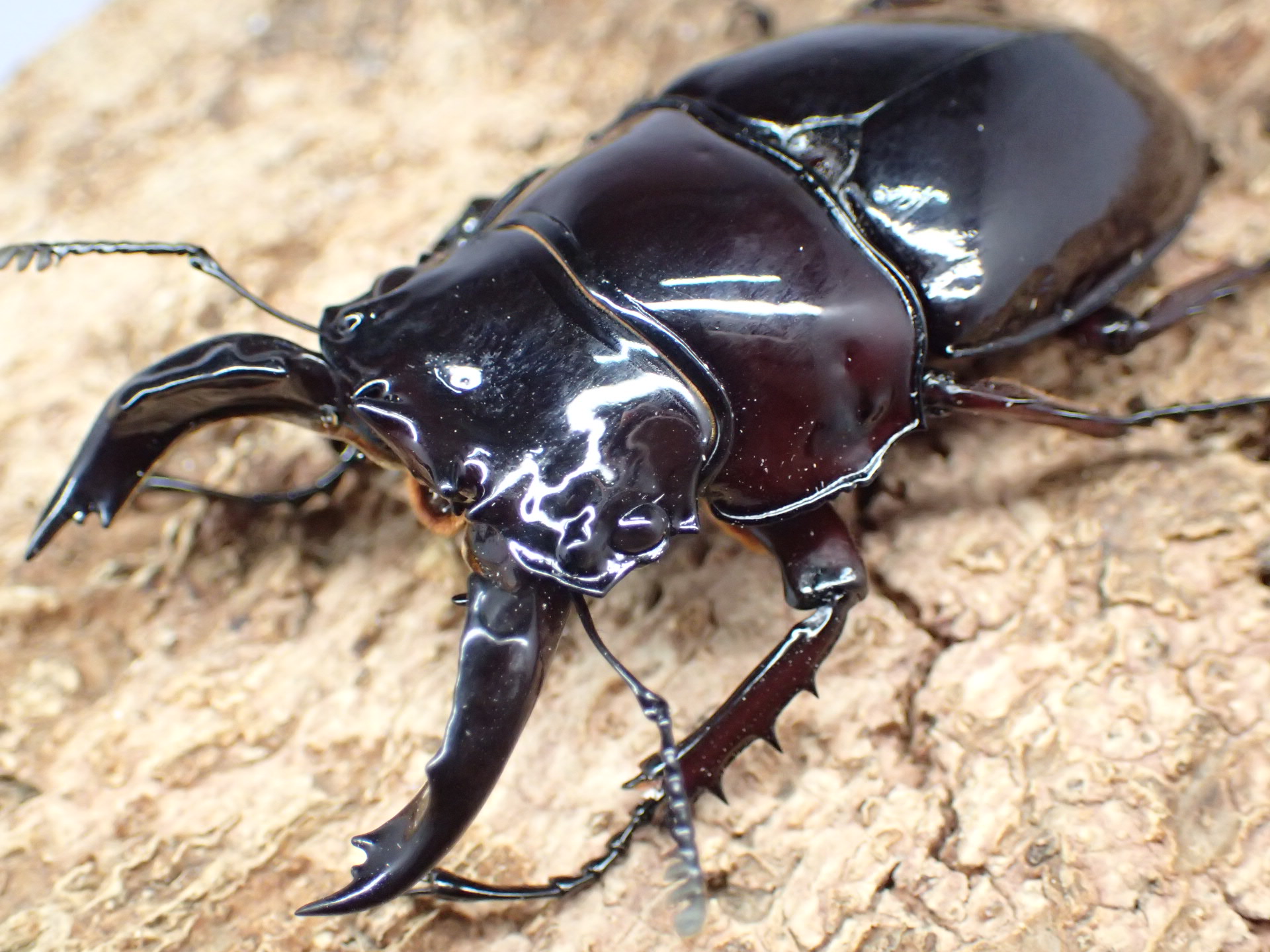 レギウスオオツヤクワガタ　ペア