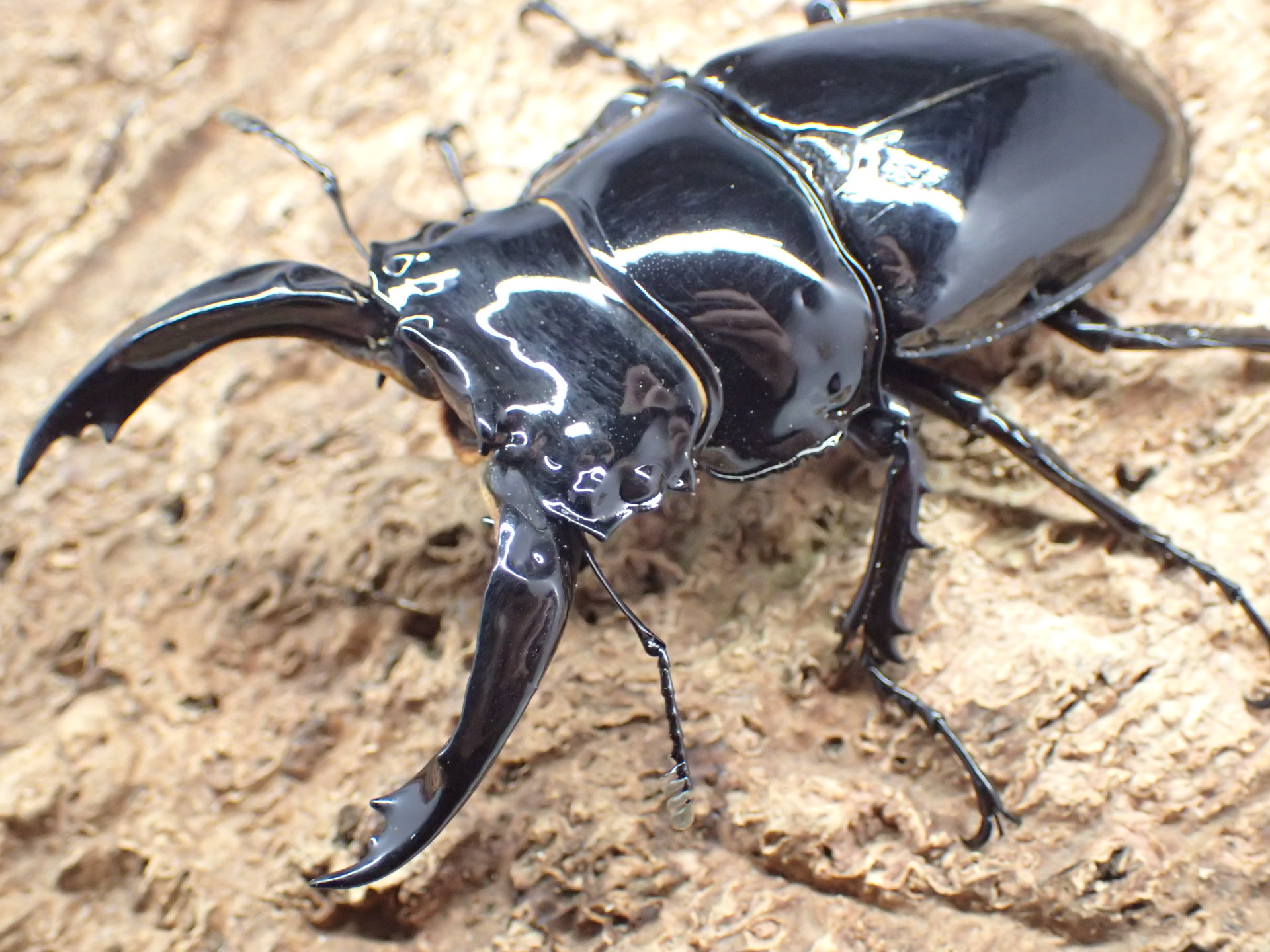 レギウスオオツヤクワガタ　ペア