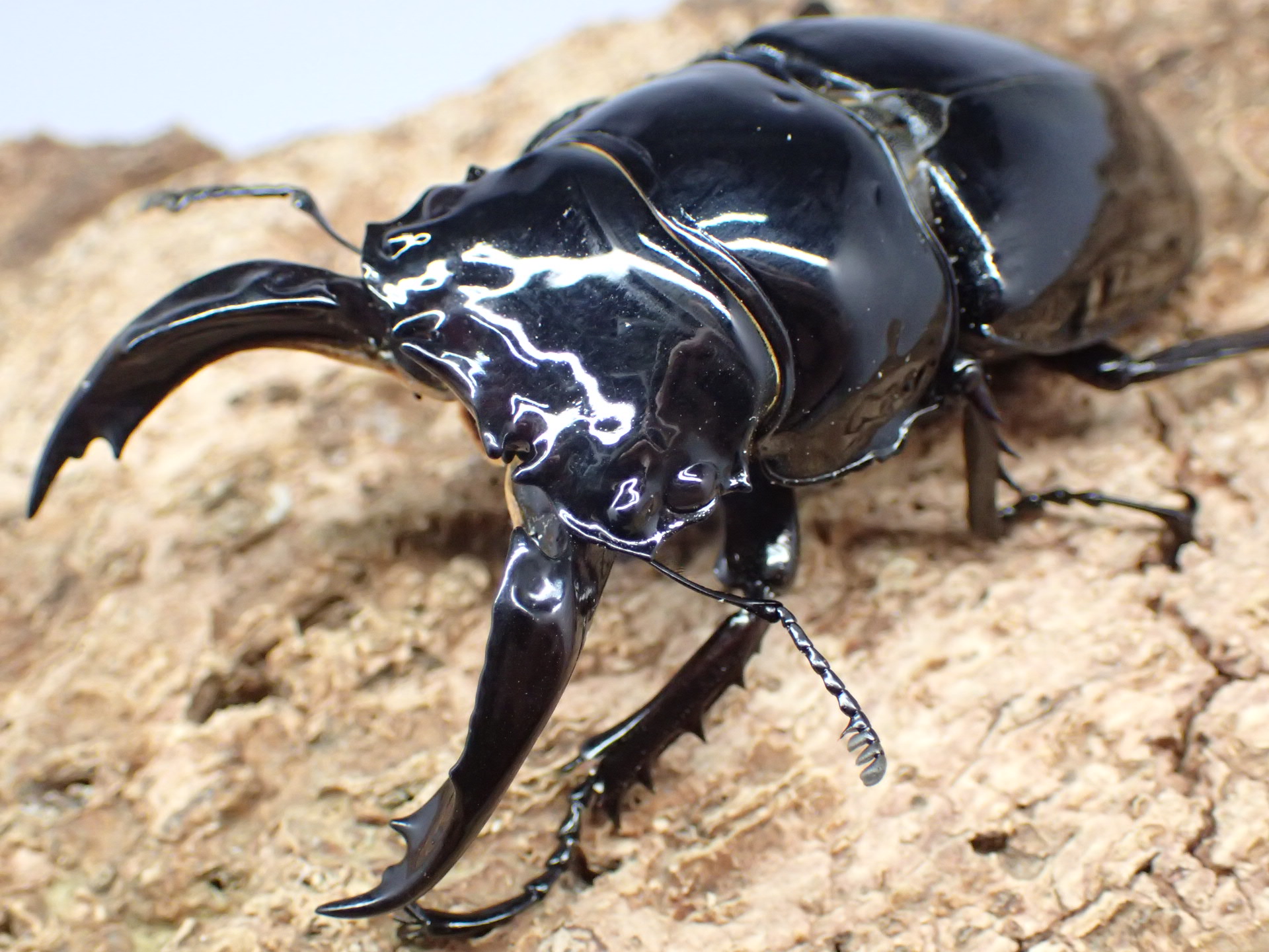 レギウスオオツヤクワガタ　ペア