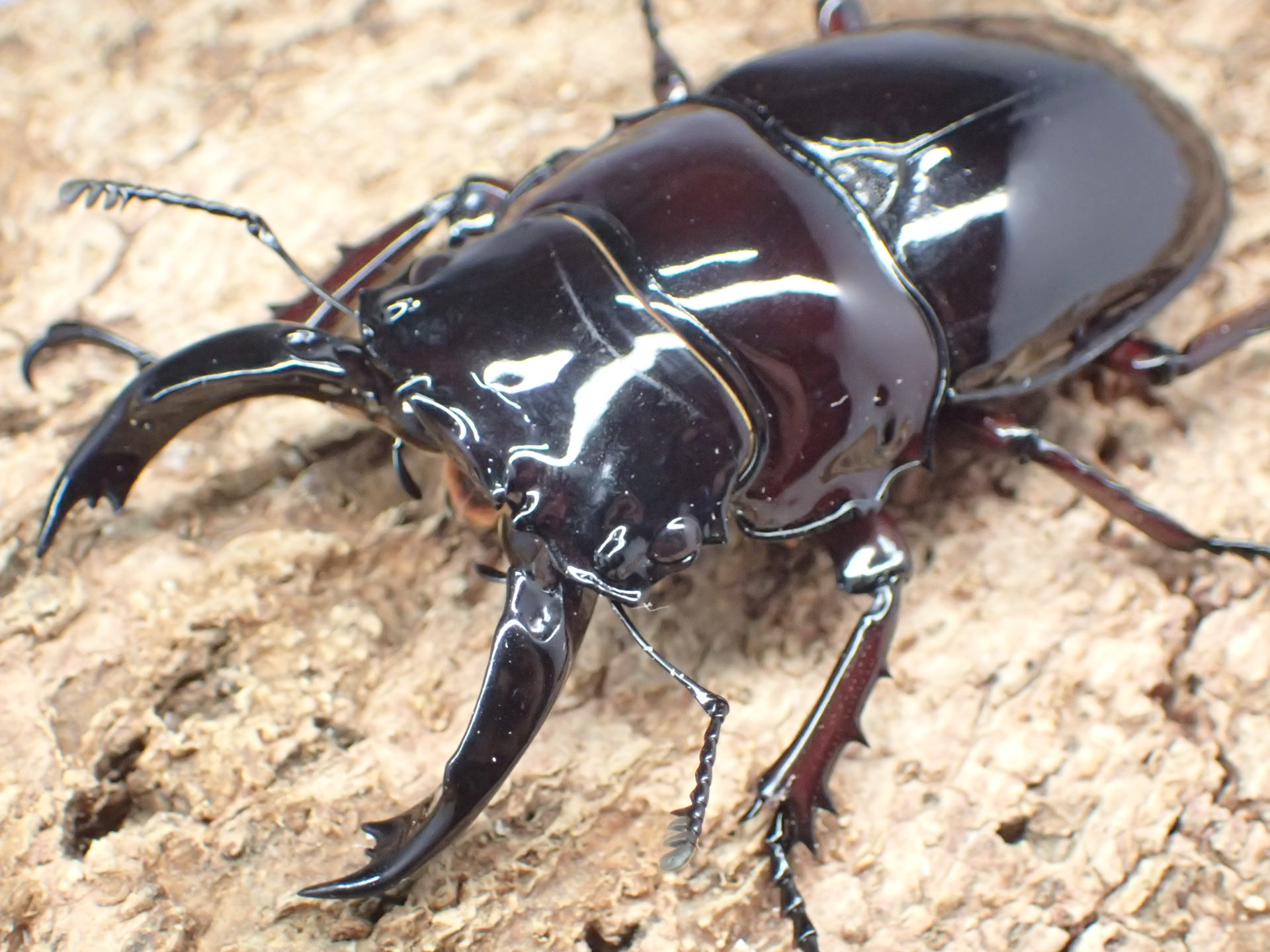 レギウスオオツヤクワガタ(赤レギ)　ペア