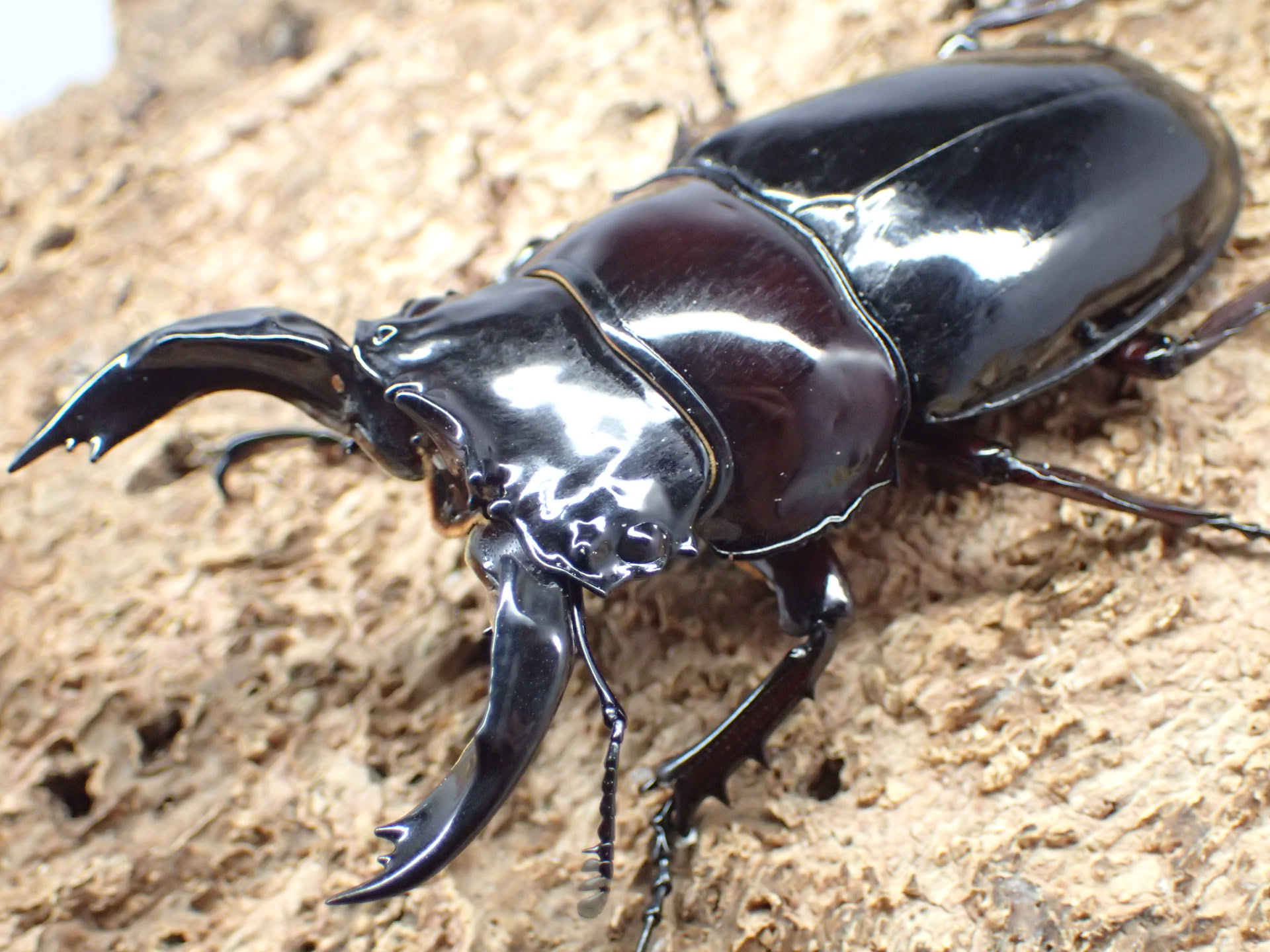 レギウスオオツヤクワガタ(赤レギ)　ペア