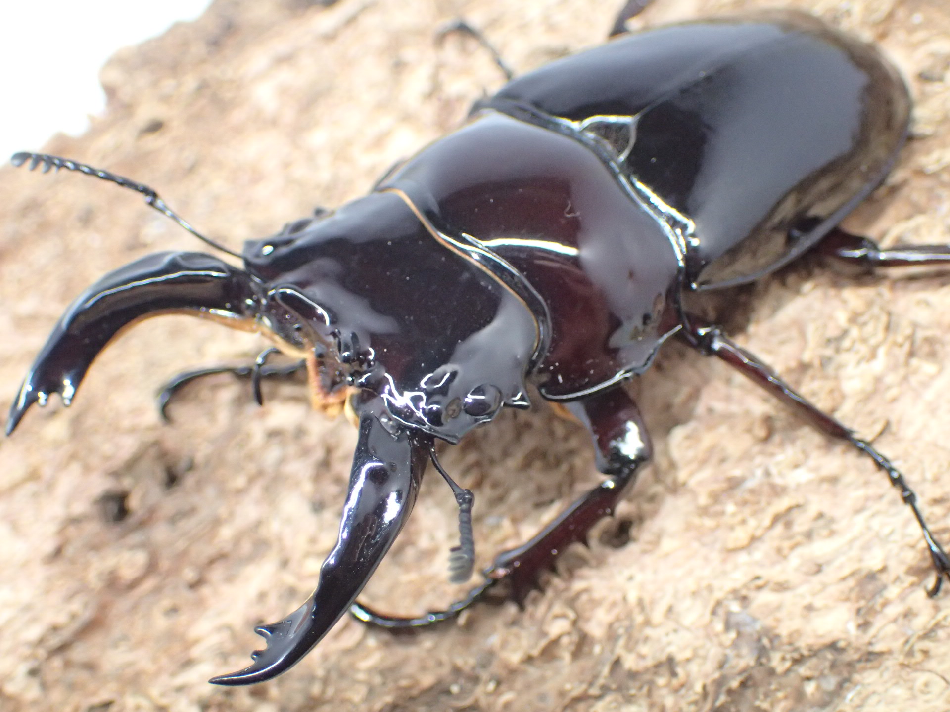 レギウスオオツヤクワガタ(赤レギ)　ペア