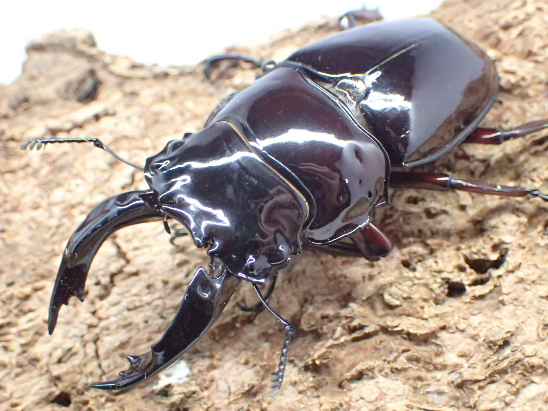 レギウスオオツヤクワガタ(赤レギ)　ペア