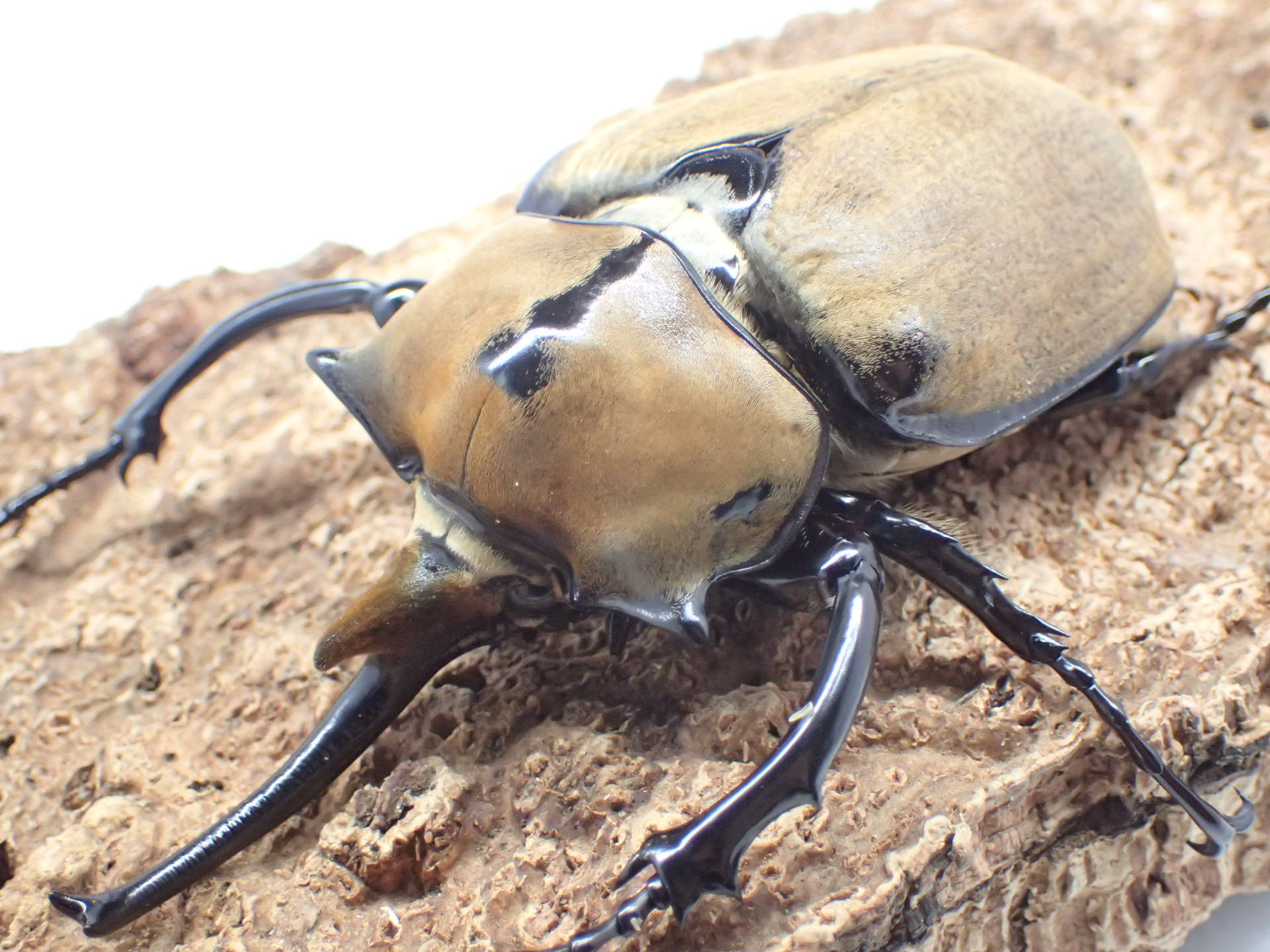 オキシデンタレゾウカブト　ペア