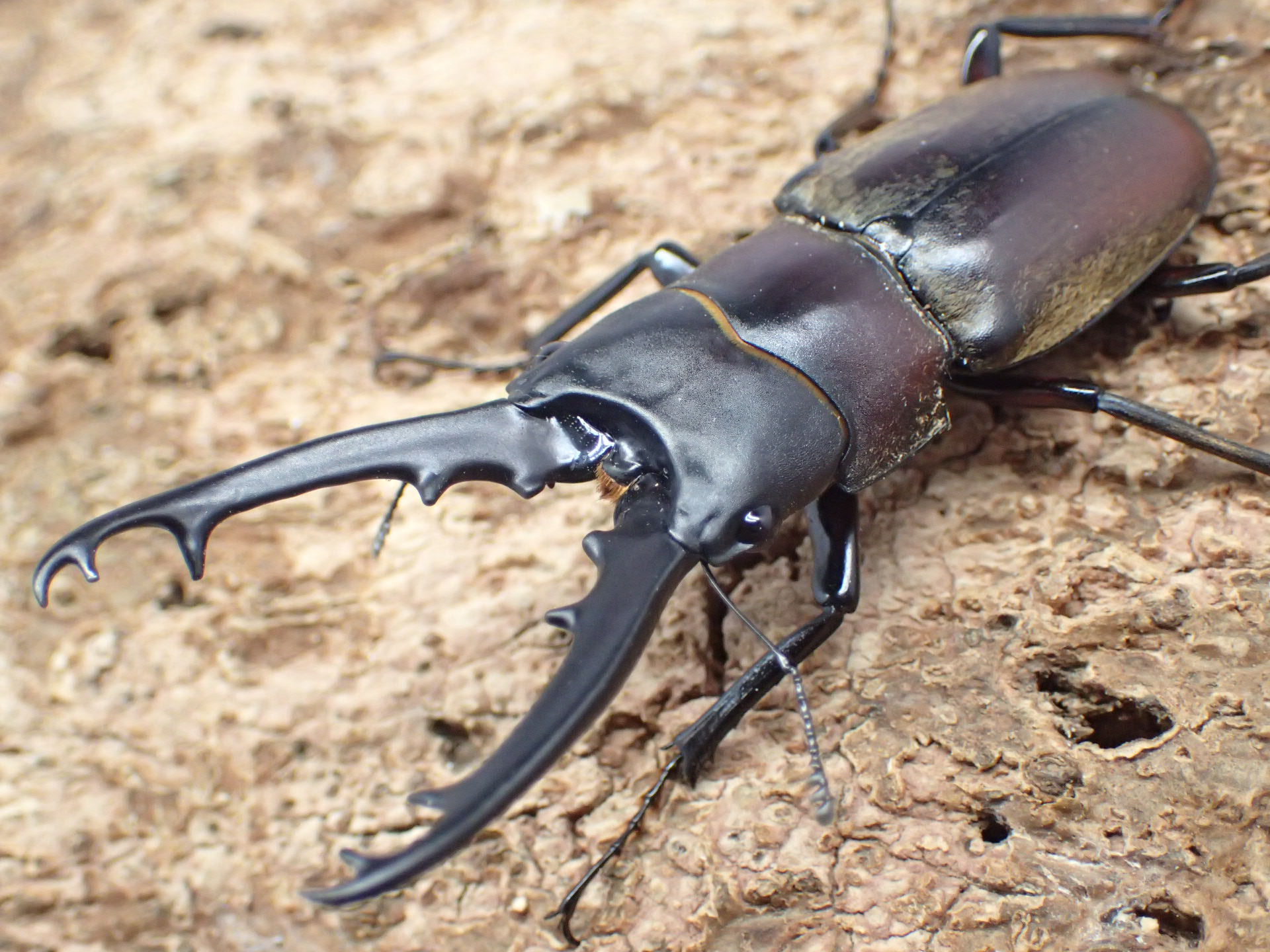 【WD】ドエスブルグノコギリクワガタ(原名亜種)　ペア