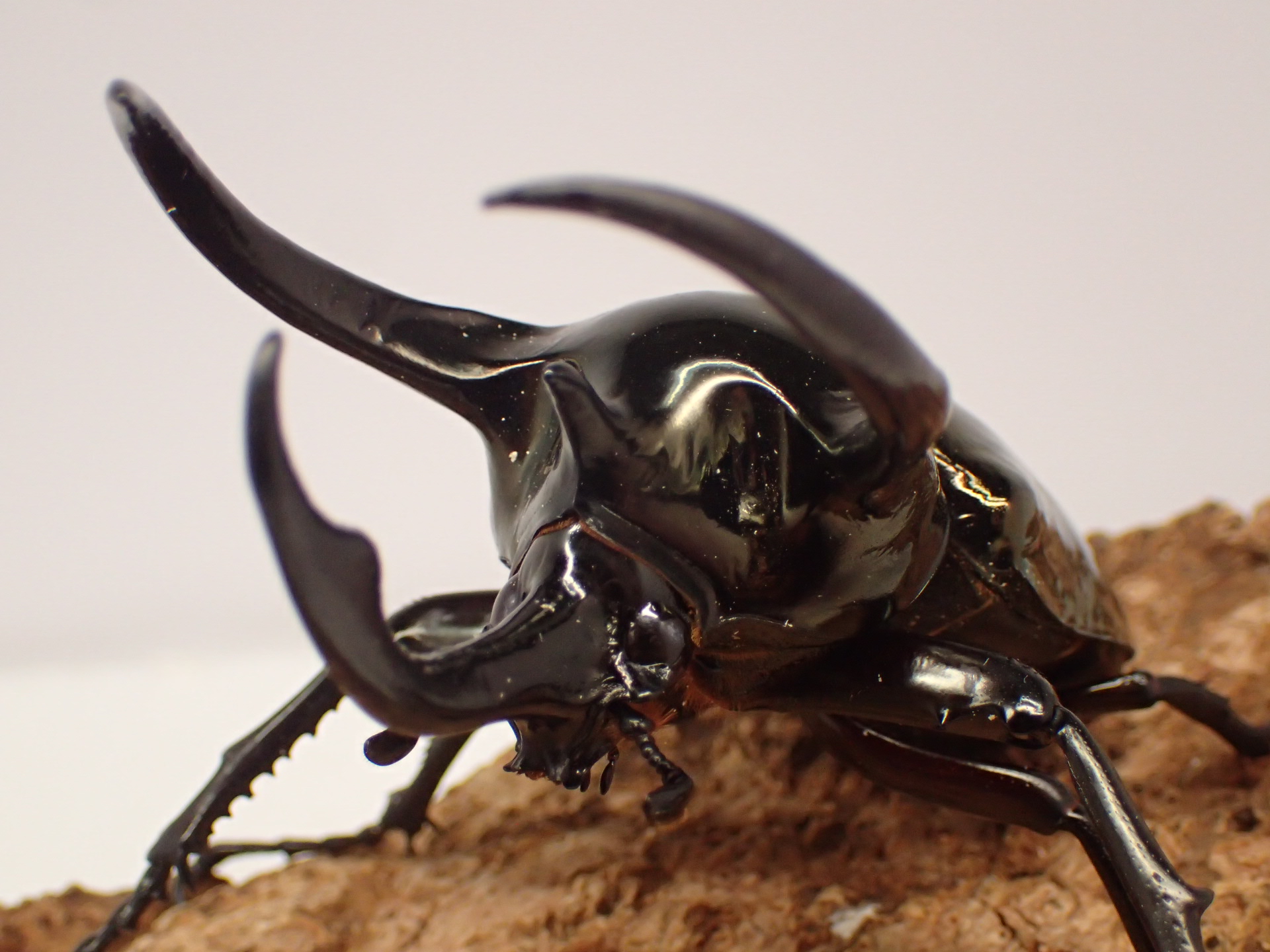 【WD】【大型】ミンダナオアトラスオオカブト　ペア