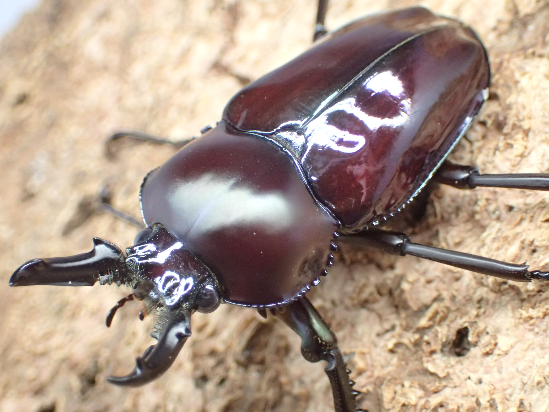 ニジイロクワガタ(パープル)　ペア