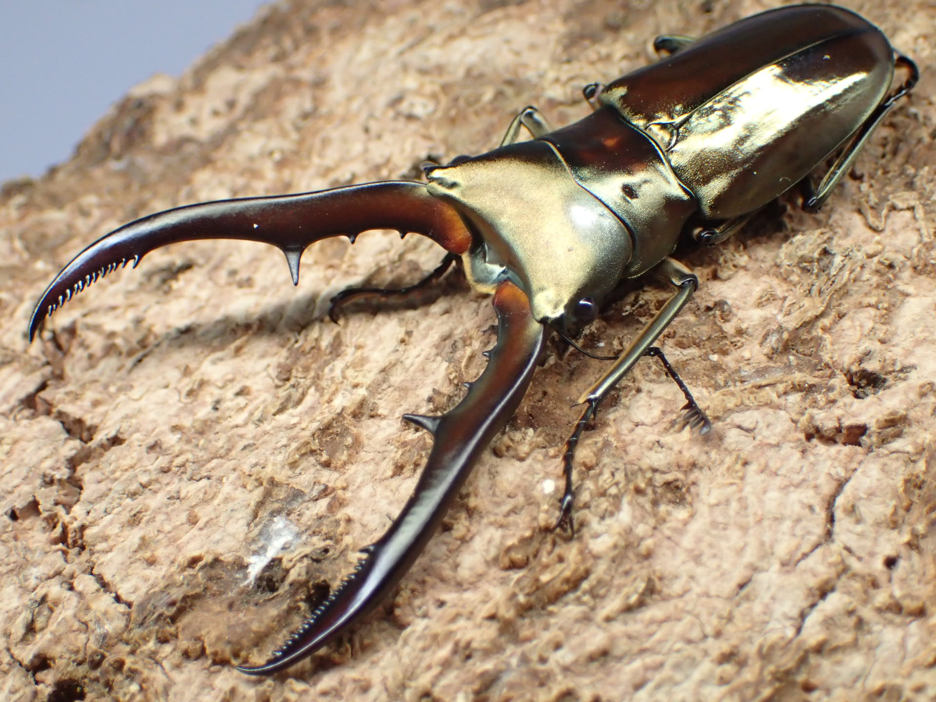 メタリフェルホソアカクワガタ(サンギレンシス)　ペア