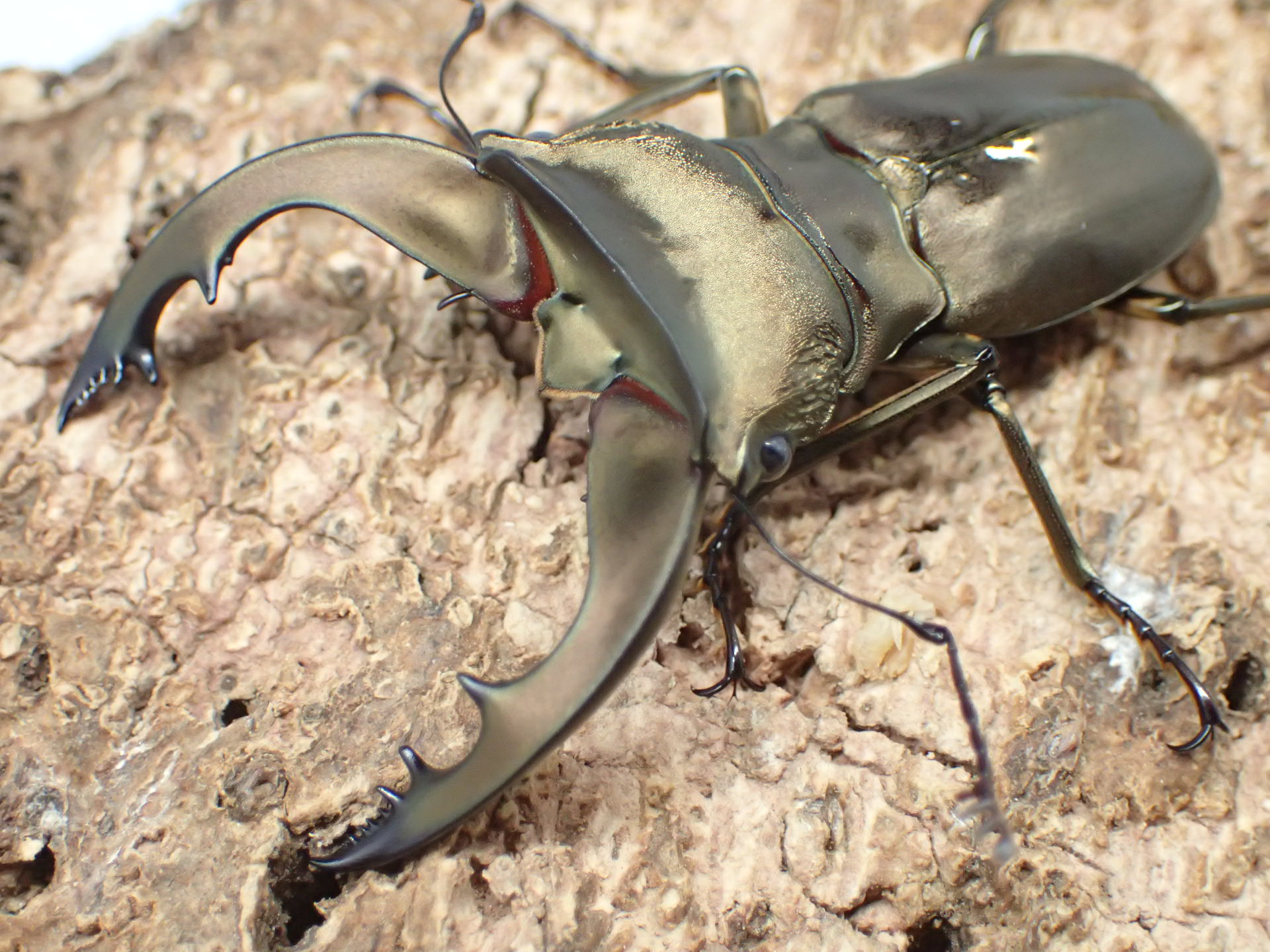 スペキオススホソアカクワガタ(anepsius)　ペア