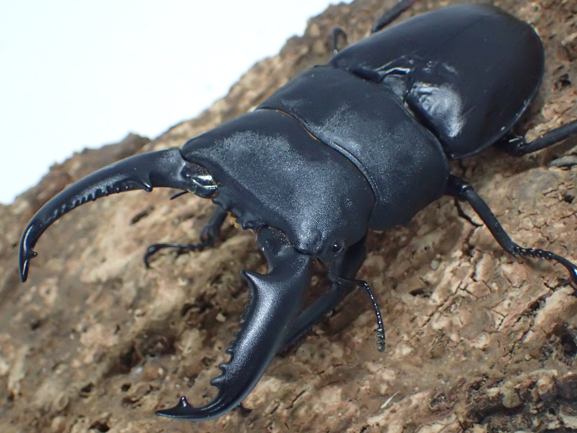 むしやどんぐり / 全商品