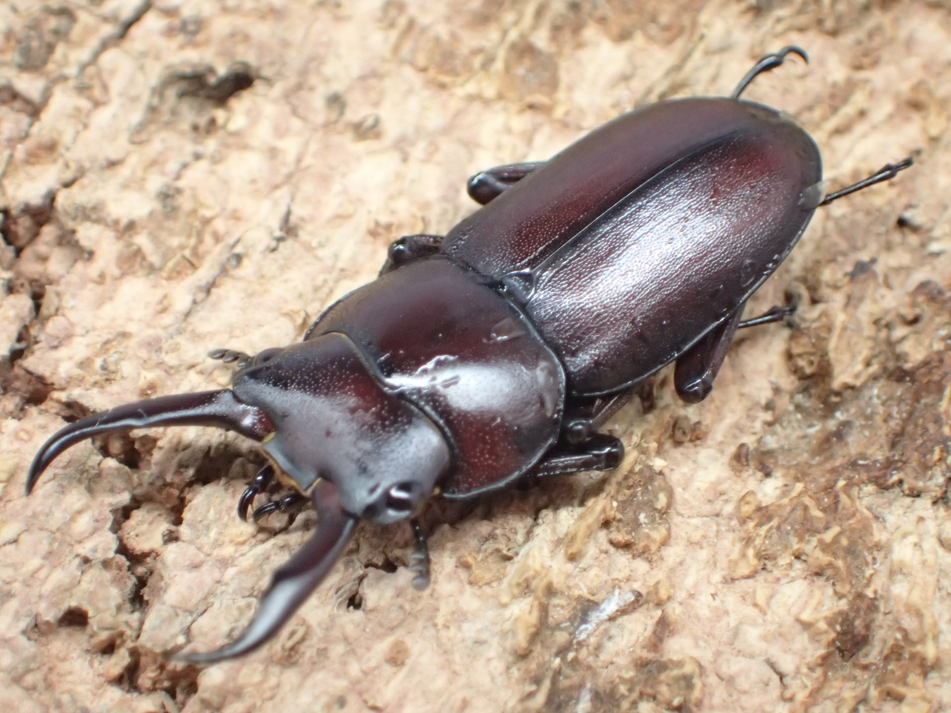 むしやどんぐり / 全商品