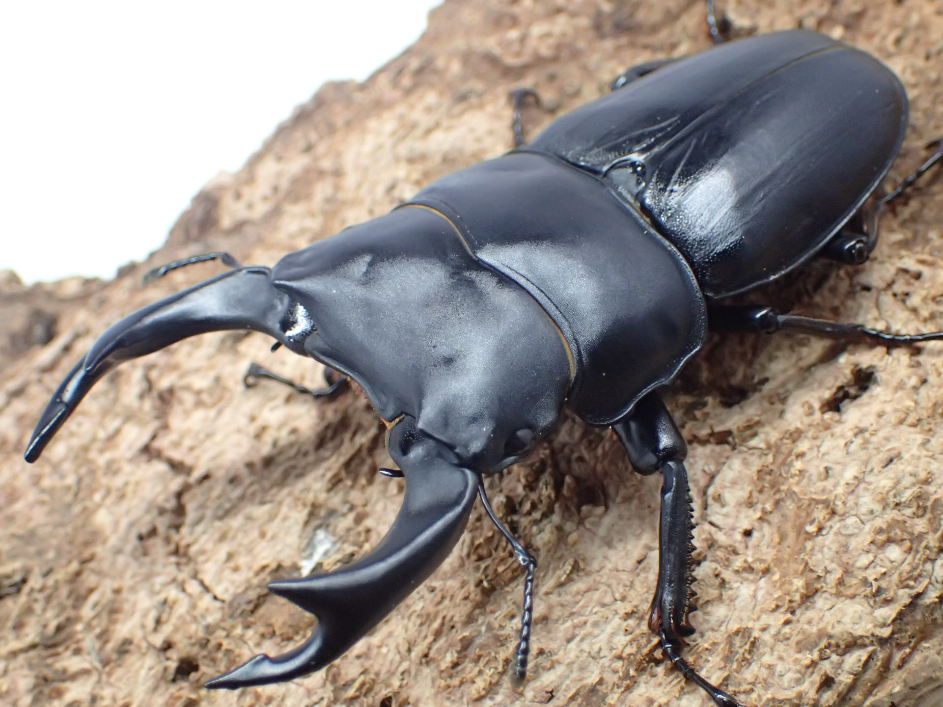 国産オオクワガタ　ペア