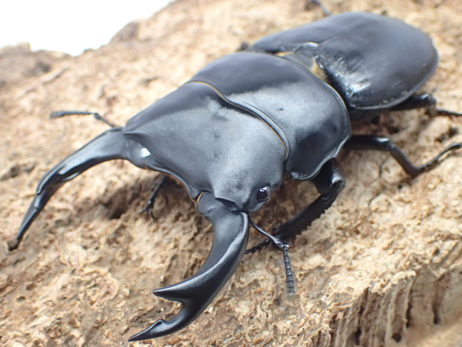 国産オオクワガタ　ペア