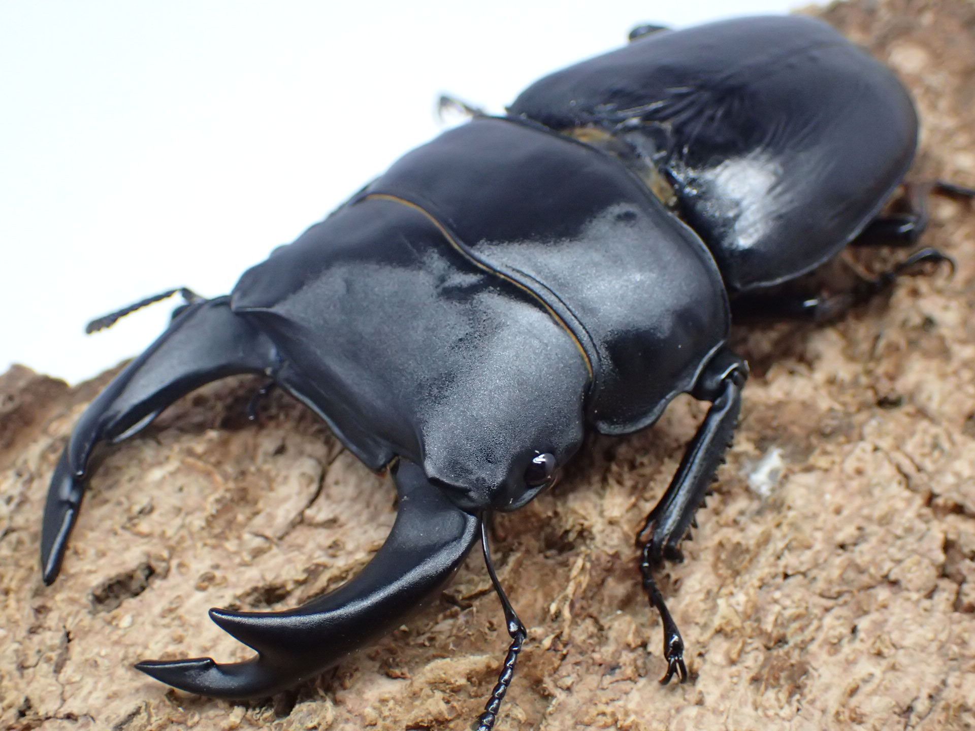 むしやどんぐり / 全商品