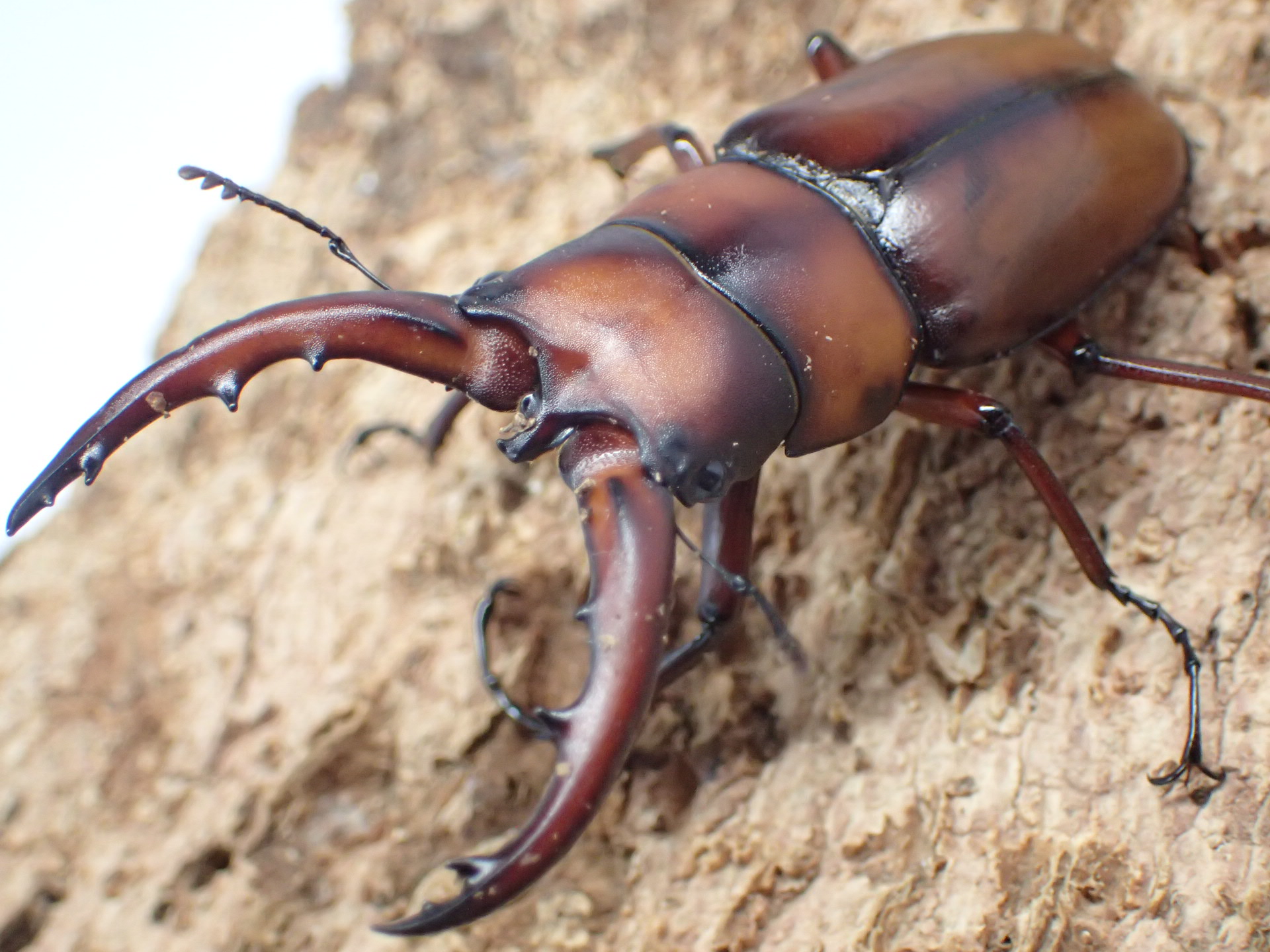 トカラノコギリクワガタ　ペア