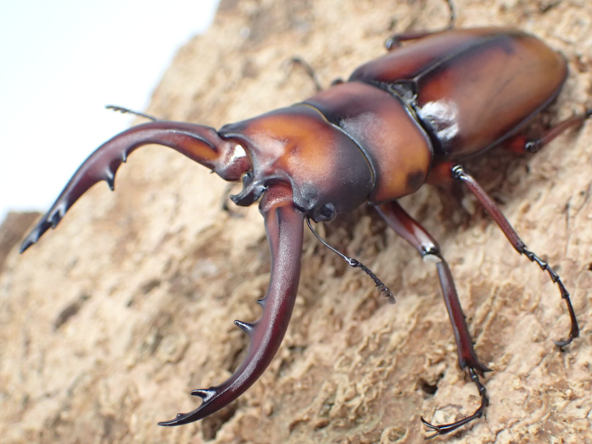 トカラノコギリクワガタ　ペア