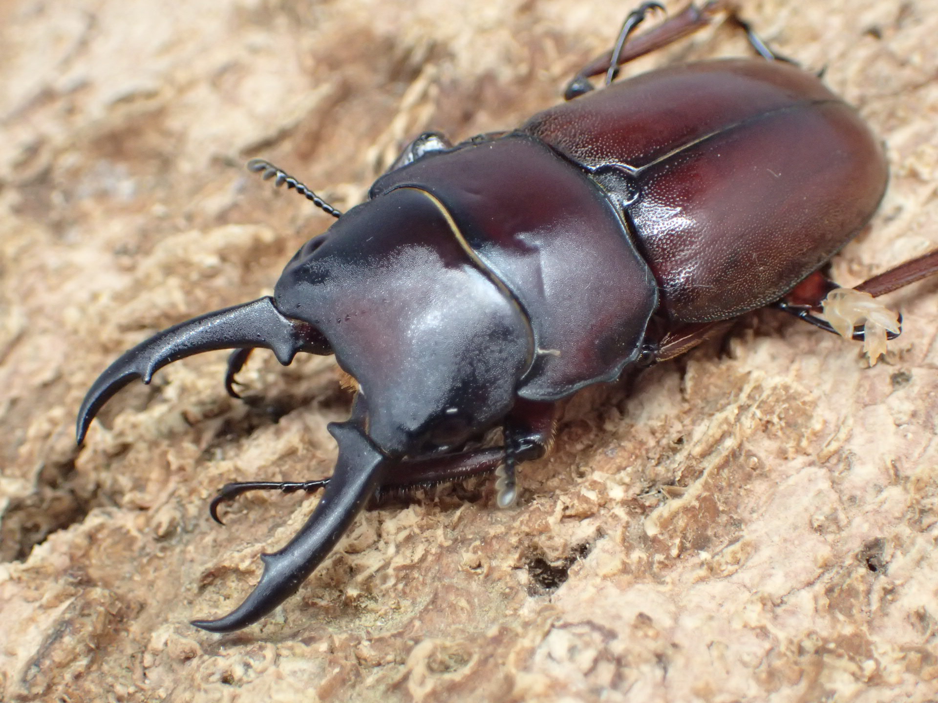 【WF1】ジュリエットノコギリクワガタ　ペア