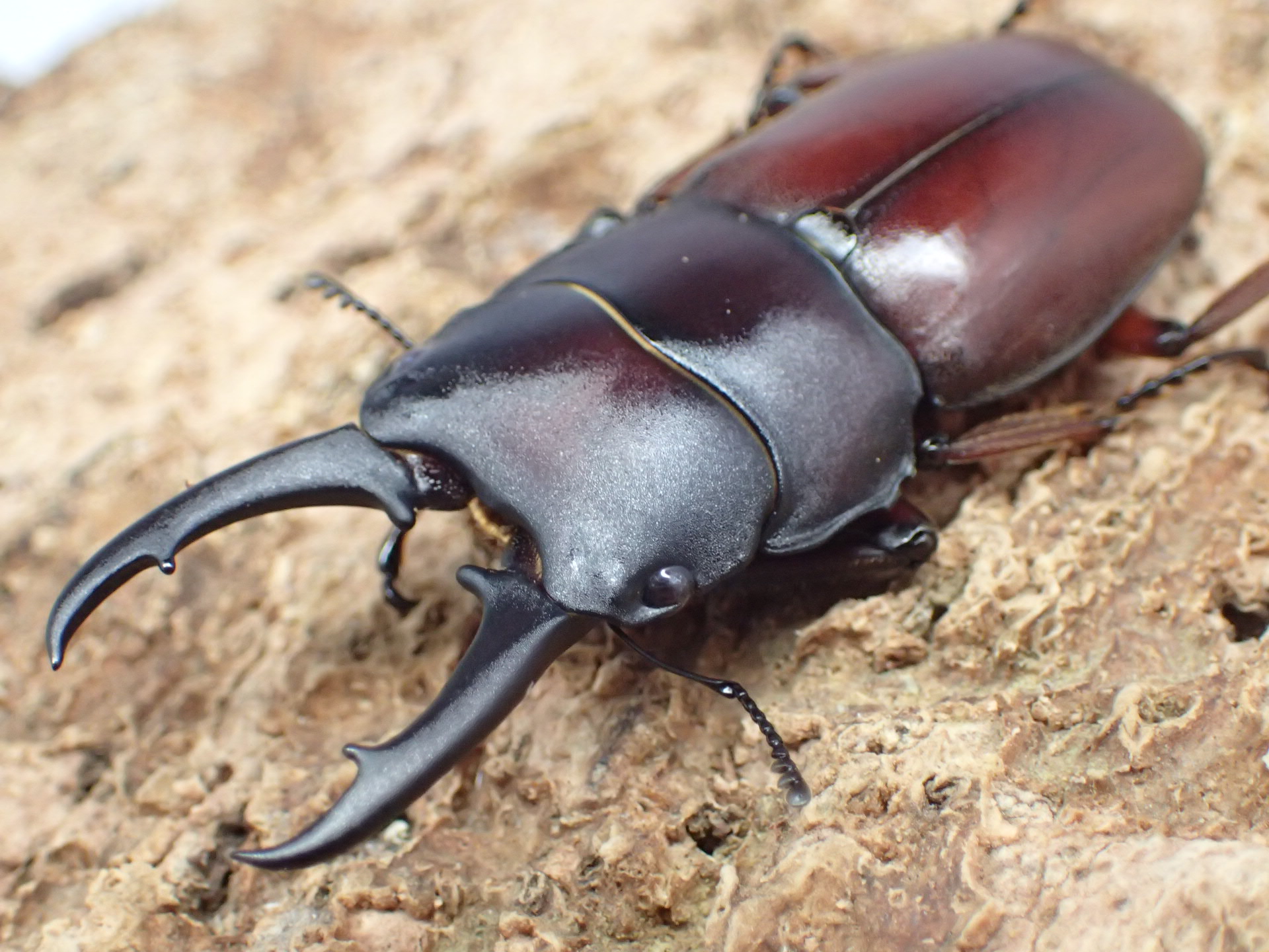 【WF1】ジュリエットノコギリクワガタ　ペア