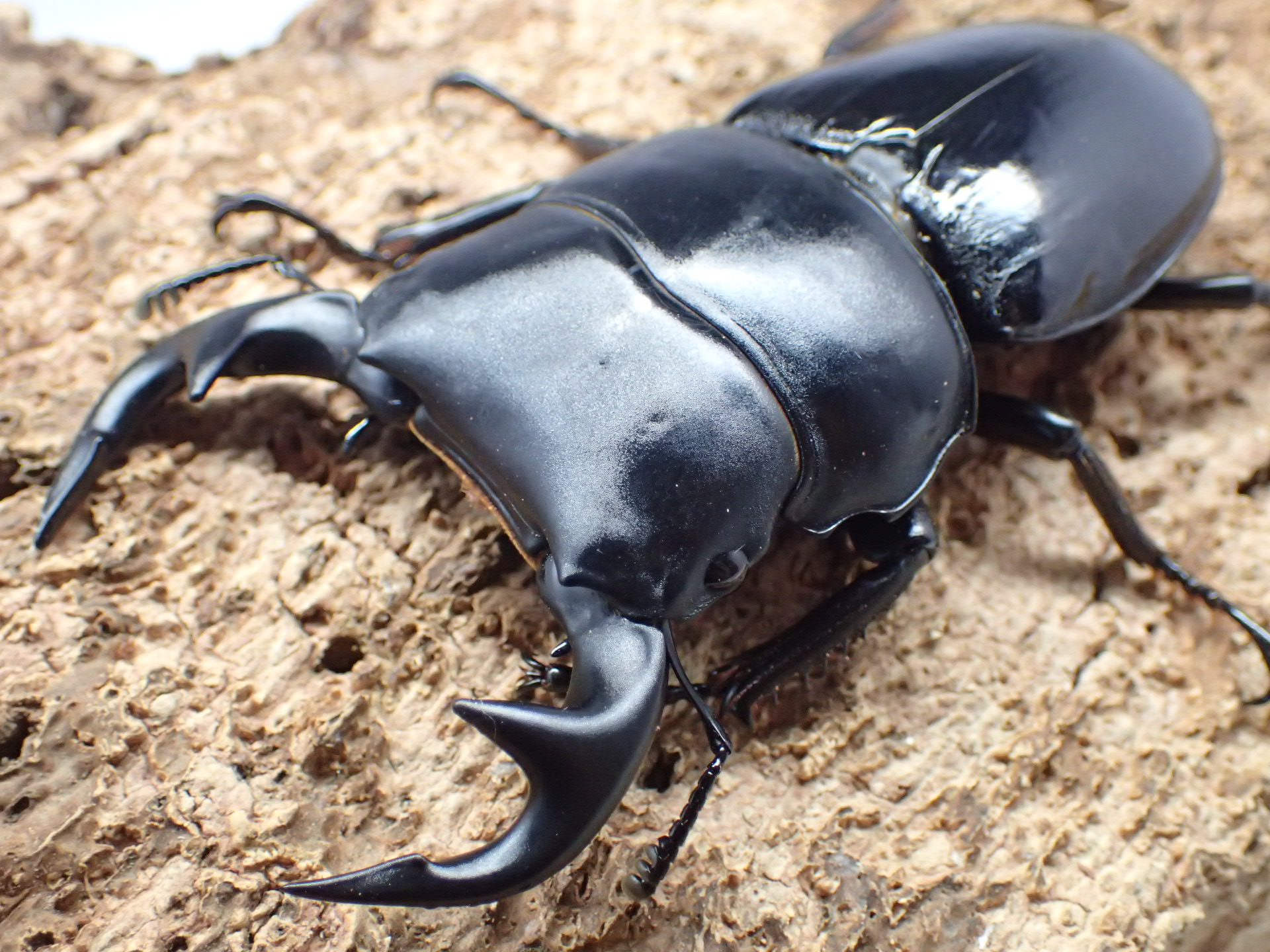 インドグランディスオオクワガタ　ペア