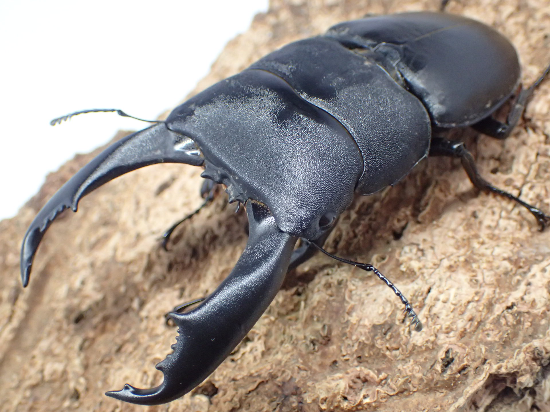 テイオウヒラタクワガタ　ペア