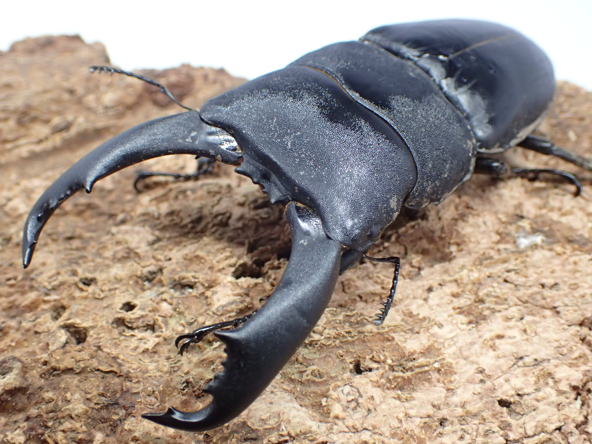 テイオウヒラタクワガタ　ペア