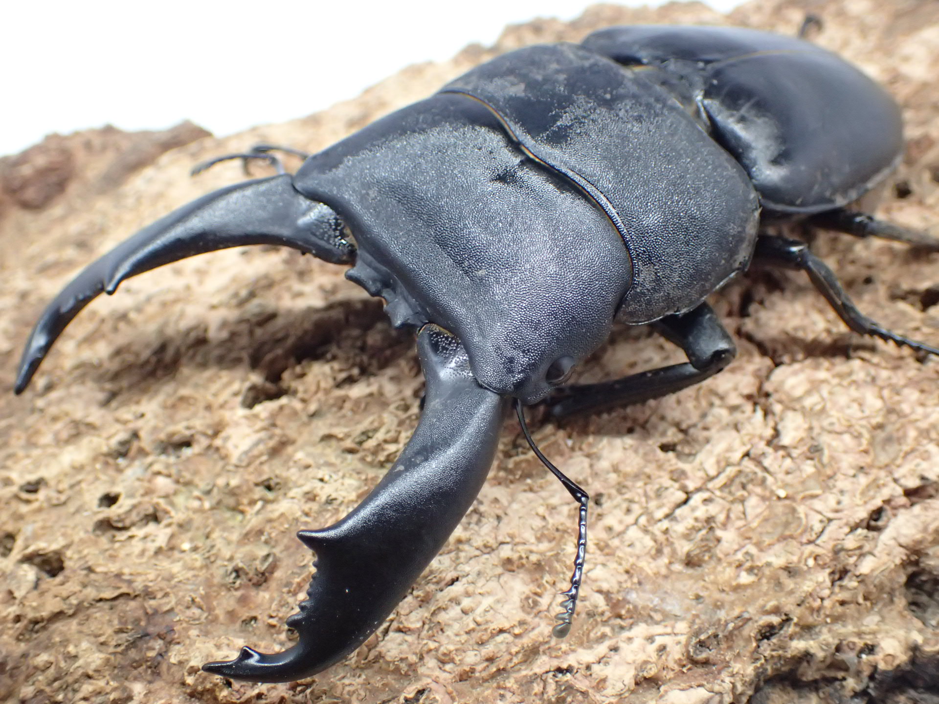 テイオウヒラタクワガタ　ペア