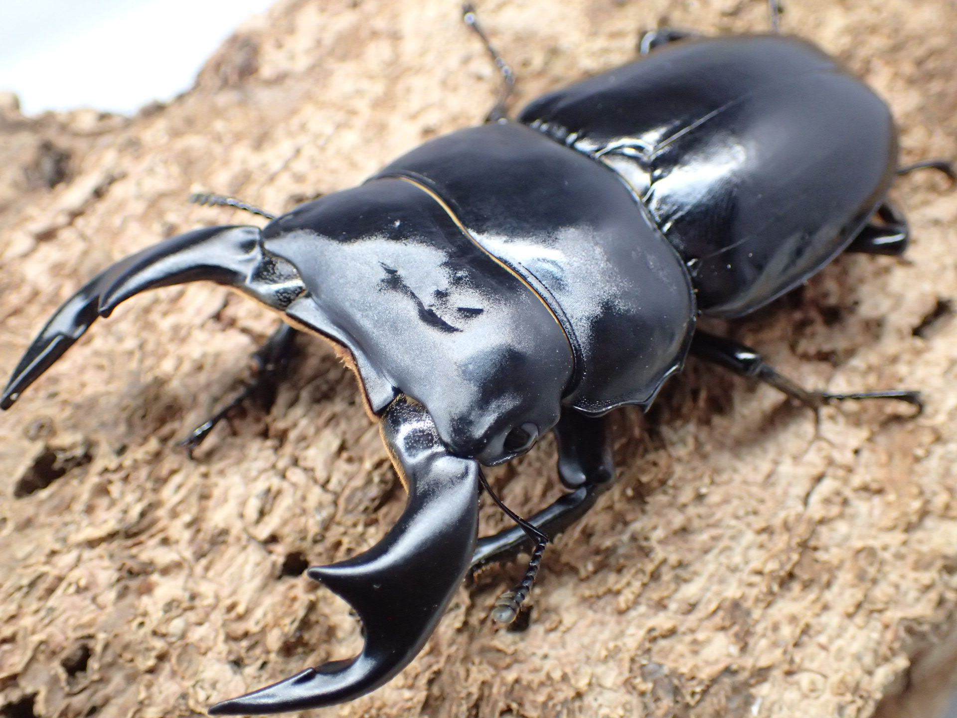 インドアンタエウスオオクワガタ　ペア