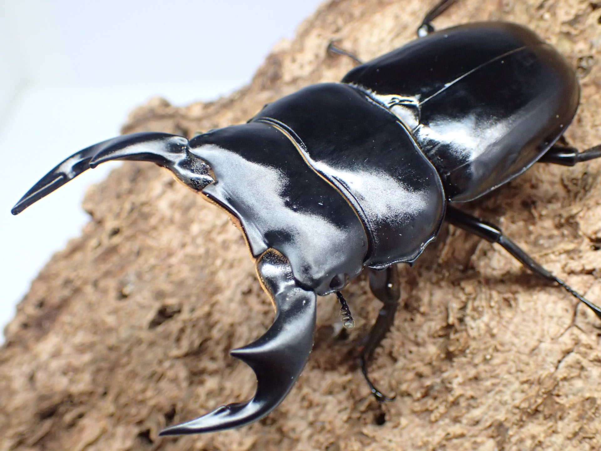 インドアンタエウスオオクワガタ　ペア