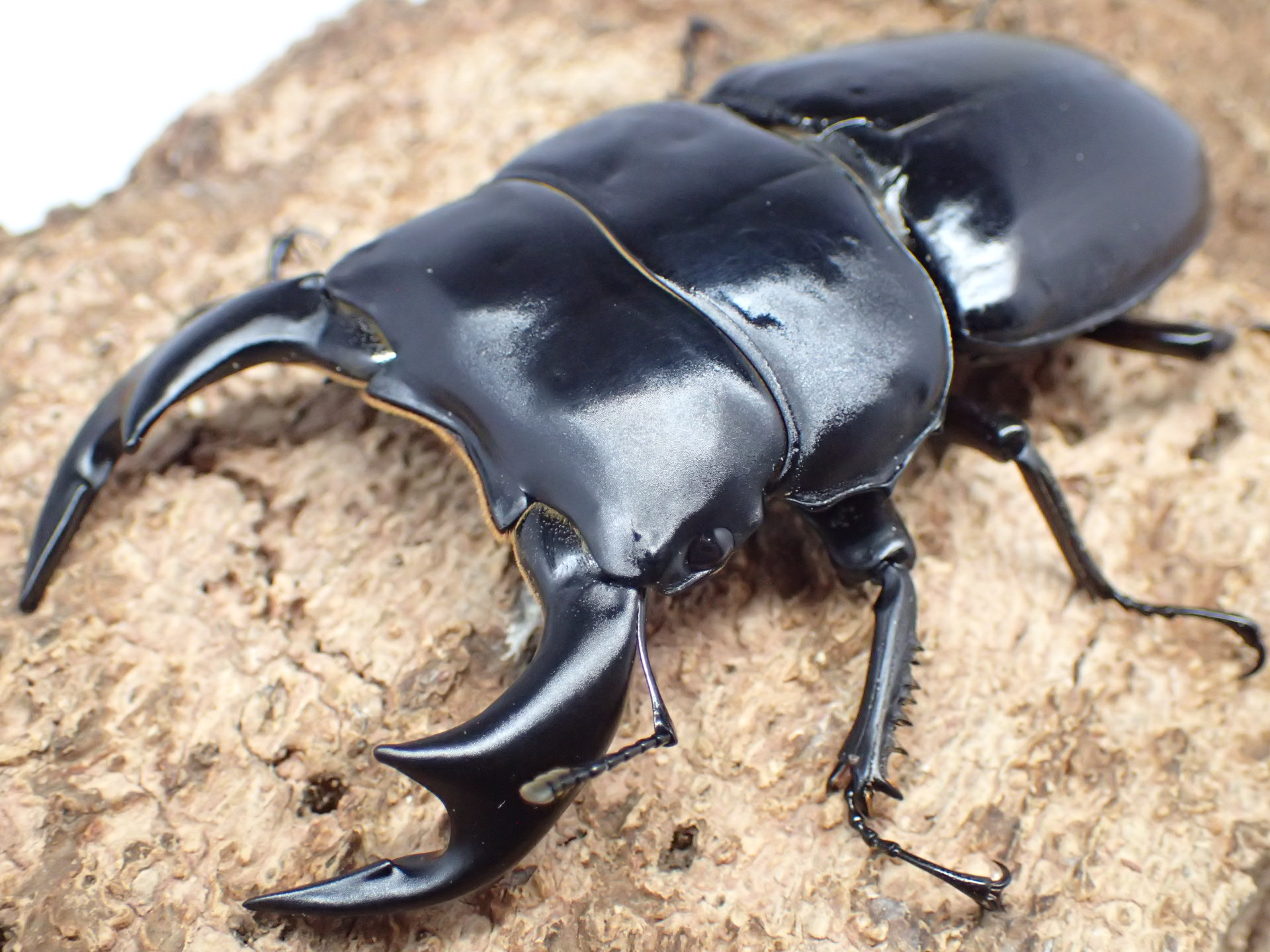 インドアンタエウスオオクワガタ　ペア