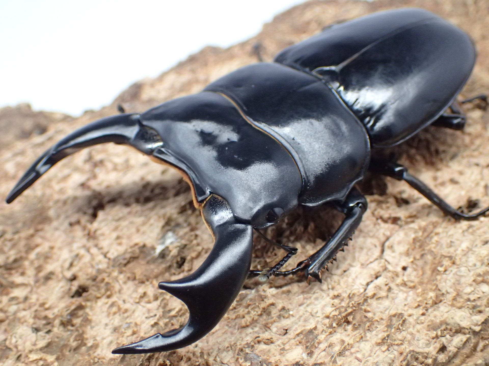 インドアンタエウスオオクワガタ　ペア